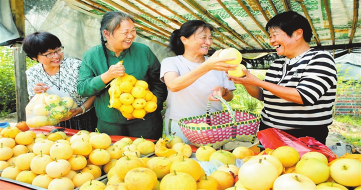 ?鄉寧縣：金梨飄香富農家