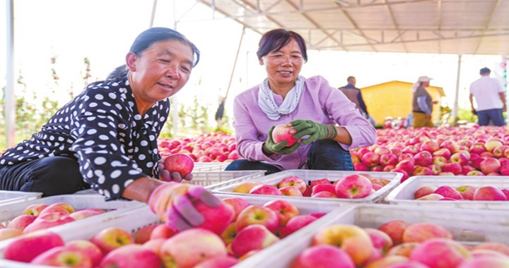 吉縣壺口鎮柏東村：新品種“美味”蘋果喜獲豐收