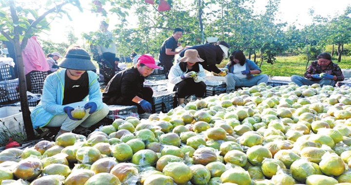 隰縣：果園豐收忙